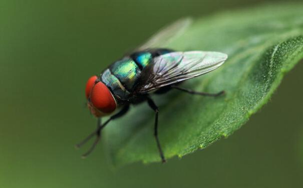 �nω����ЩΣ������Щ�������nωЧ������